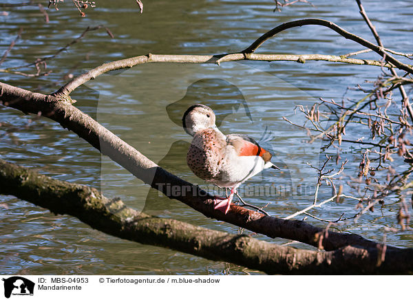 Mandarinente / Mandarin duck / MBS-04953