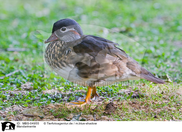 Mandarinente / Mandarin duck / MBS-04955