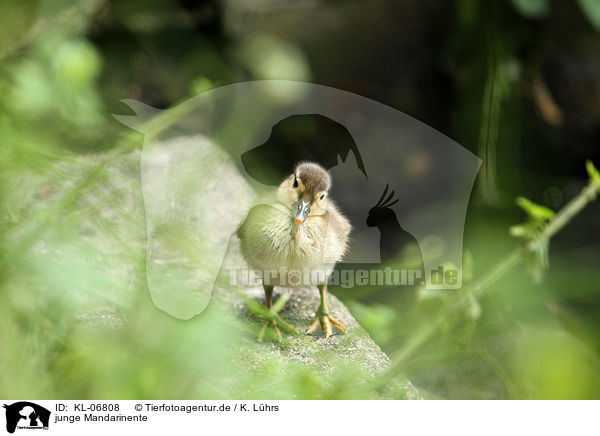 junge Mandarinente / young Mandarin duck / KL-06808