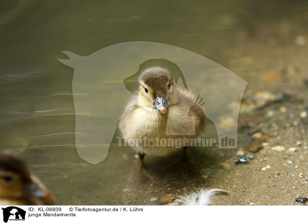 junge Mandarinente / young Mandarin duck / KL-06809