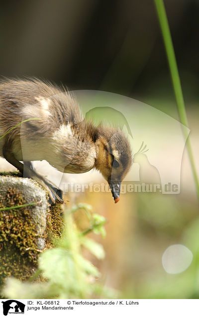 junge Mandarinente / young Mandarin duck / KL-06812