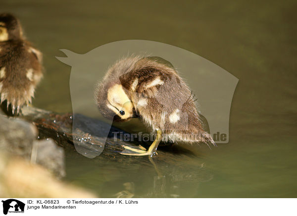 junge Mandarinenten / young Mandarin ducks / KL-06823