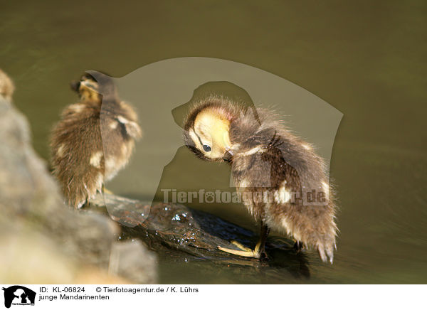 junge Mandarinenten / young Mandarin ducks / KL-06824