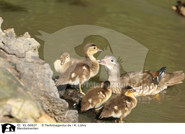 Mandarinenten / Mandarin ducks / KL-06827