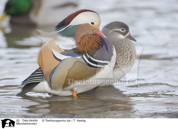 Mandarinenten / THA-04494