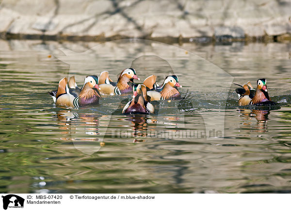 Mandarinenten / Mandarin ducks / MBS-07420