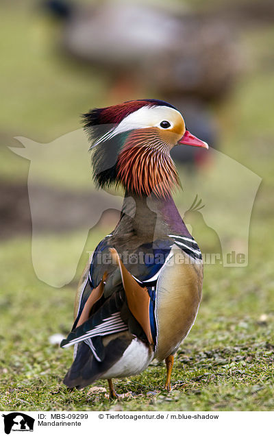 Mandarinente / Mandarin duck / MBS-09299