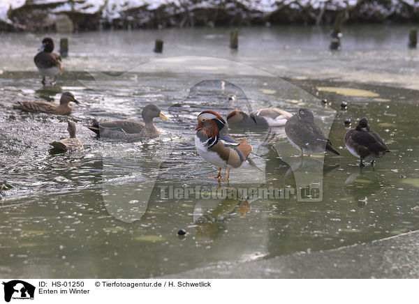 Enten im Winter / HS-01250