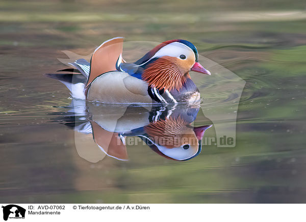 Mandarinente / Mandarin duck / AVD-07062