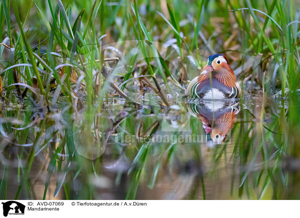 Mandarinente / Mandarin duck / AVD-07069