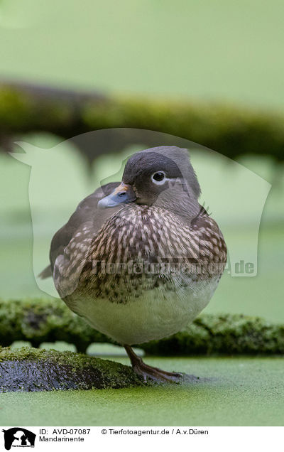 Mandarinente / Mandarin duck / AVD-07087