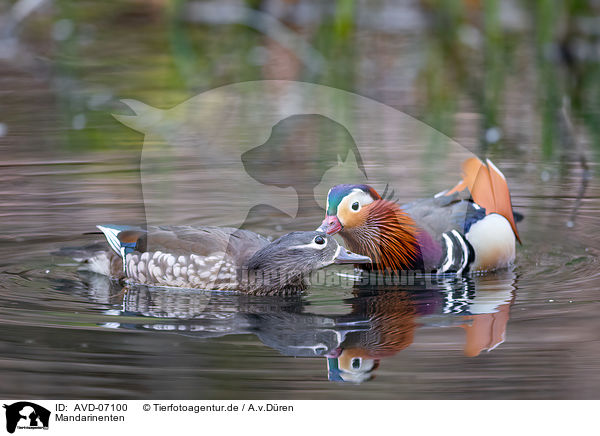Mandarinenten / Mandarin ducks / AVD-07100