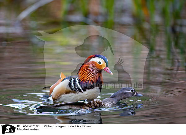 Mandarinenten / Mandarin ducks / AVD-07103