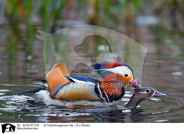 Mandarinenten / Mandarin ducks / AVD-07105