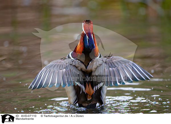 Mandarinente / Mandarin duck / AVD-07110