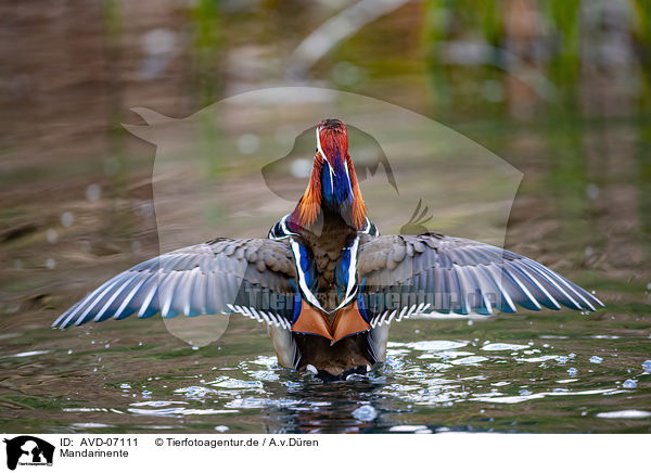 Mandarinente / Mandarin duck / AVD-07111