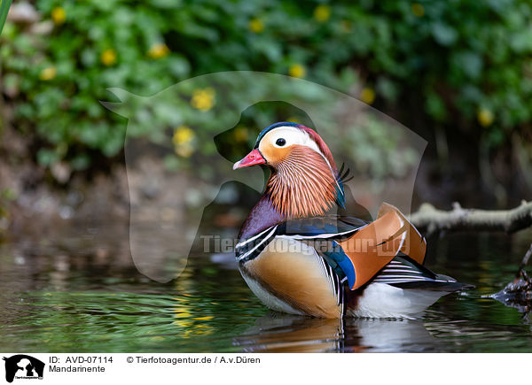 Mandarinente / Mandarin duck / AVD-07114