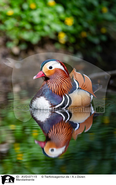 Mandarinente / Mandarin duck / AVD-07115
