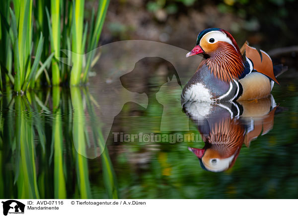 Mandarinente / Mandarin duck / AVD-07116