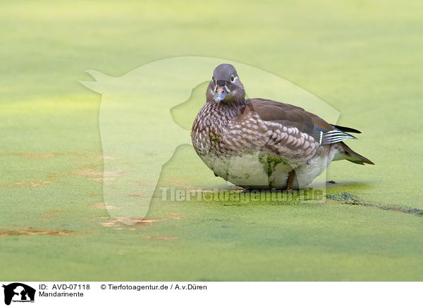 Mandarinente / Mandarin duck / AVD-07118