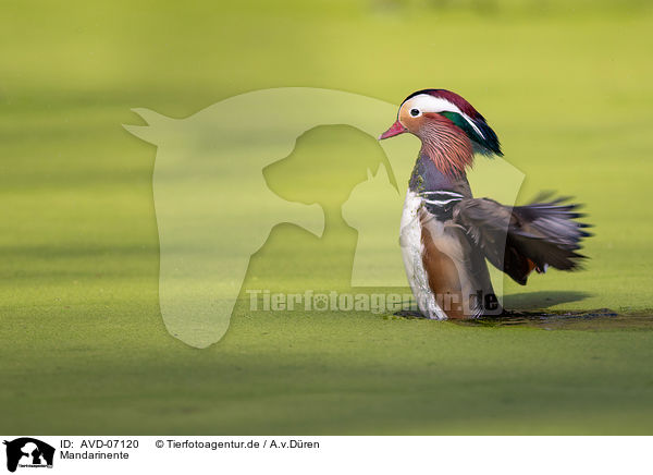Mandarinente / Mandarin duck / AVD-07120