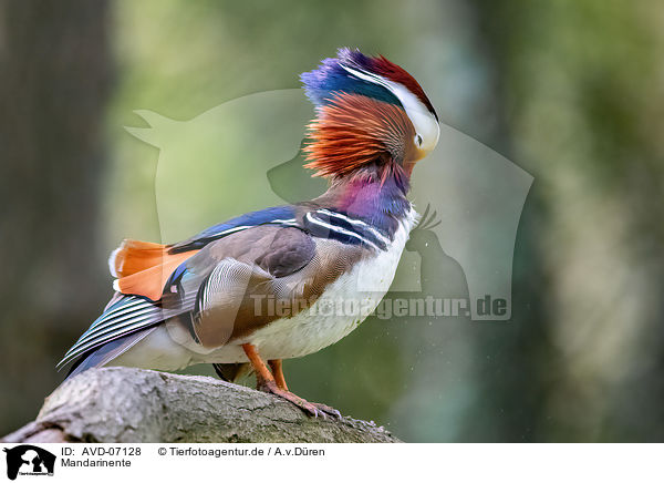 Mandarinente / Mandarin duck / AVD-07128