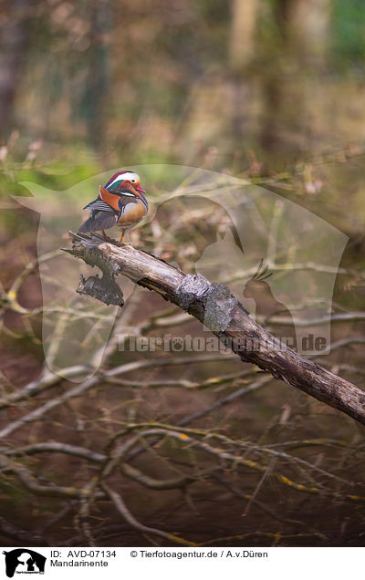 Mandarinente / Mandarin duck / AVD-07134