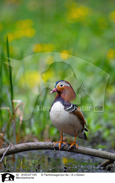 Mandarinente / Mandarin duck / AVD-07145