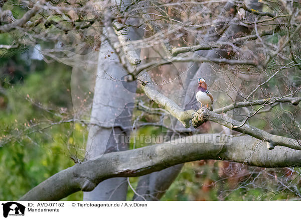 Mandarinente / Mandarin duck / AVD-07152