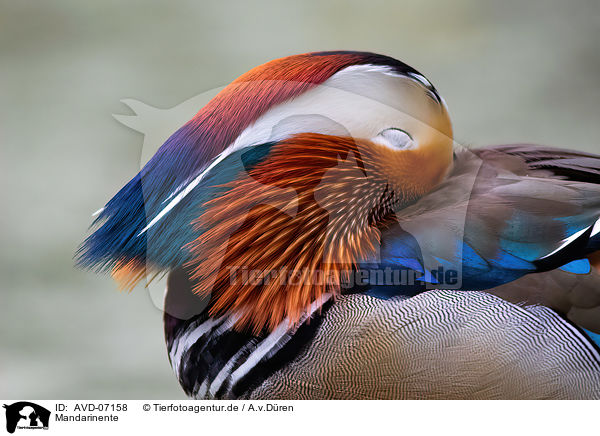 Mandarinente / Mandarin duck / AVD-07158