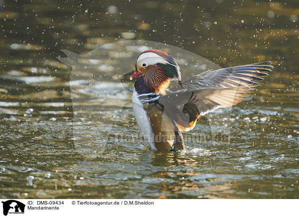 Mandarinente / Mandarin duck / DMS-09434
