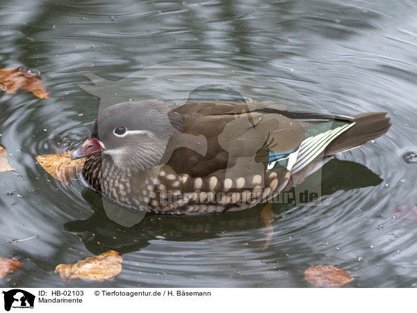 Mandarinente / Mandarin duck / HB-02103