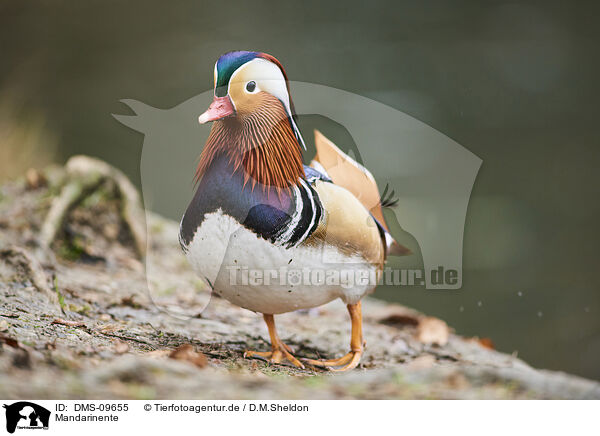 Mandarinente / Mandarin duck / DMS-09655