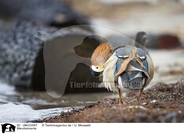 Mandarinente / Mandarin duck / UM-03487