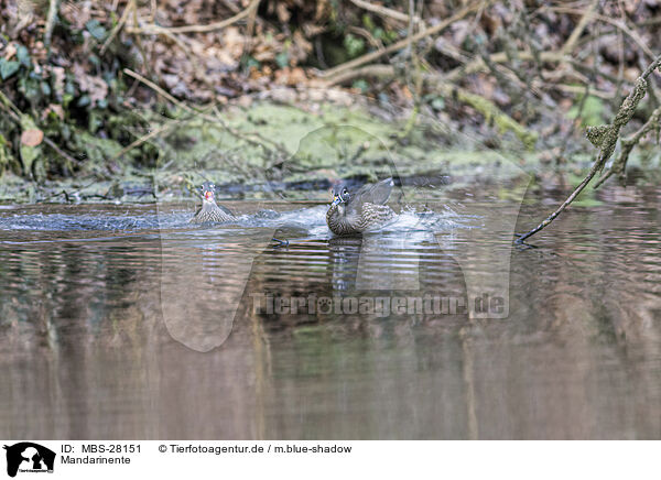 Mandarinente / Mandarin duck / MBS-28151