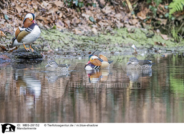 Mandarinente / Mandarin duck / MBS-28152