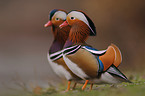 Mandarinenten