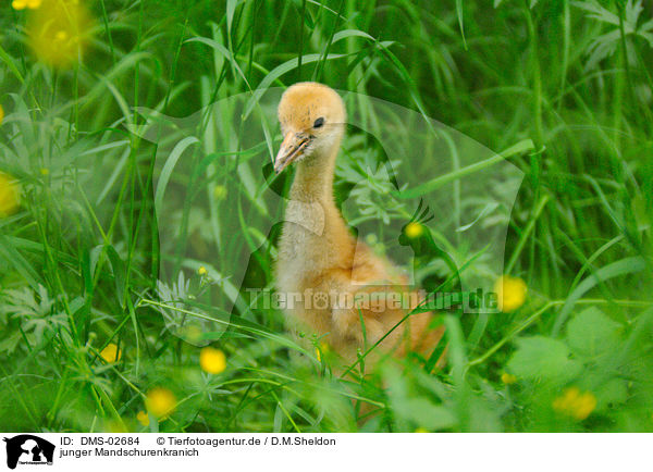 junger Mandschurenkranich / young red-crowned crane / DMS-02684