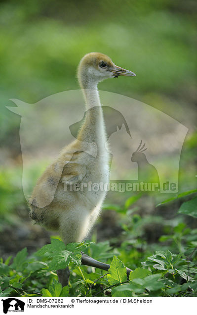 Mandschurenkranich / red-crowned crane / DMS-07262