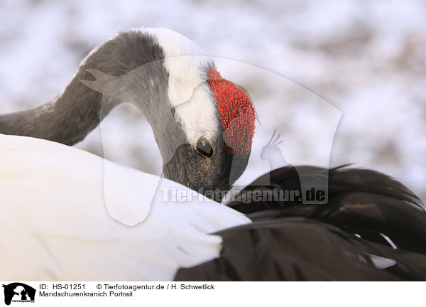 Mandschurenkranich Portrait / HS-01251