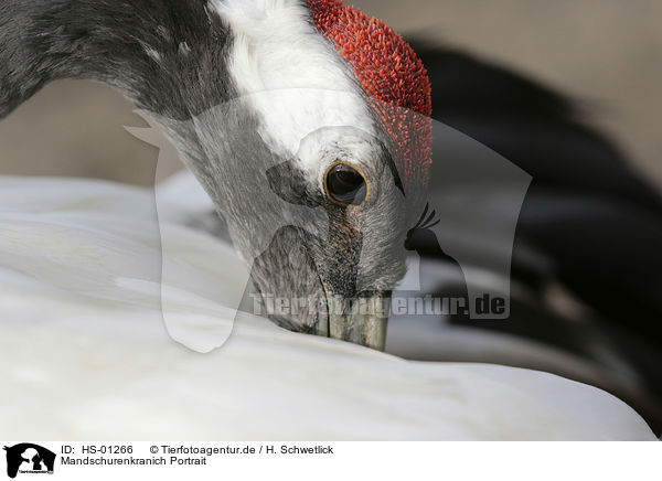 Mandschurenkranich Portrait / Japanese Crane portrait / HS-01266