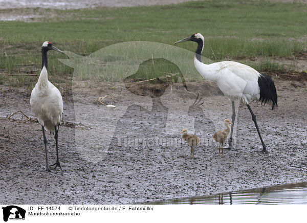 Mandschurenkraniche / red-crowned cranes / FF-14074