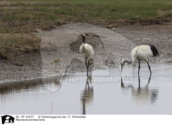 Mandschurenkraniche / red-crowned cranes / FF-14077