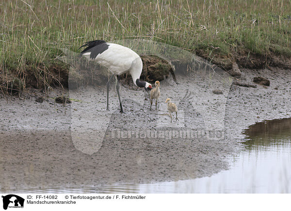 Mandschurenkraniche / red-crowned cranes / FF-14082