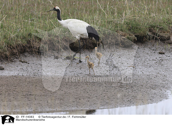 Mandschurenkraniche / red-crowned cranes / FF-14083