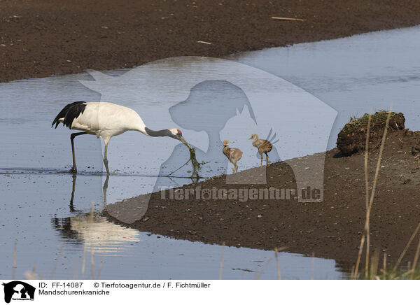 Mandschurenkraniche / red-crowned cranes / FF-14087