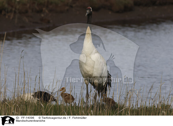 Mandschurenkraniche / red-crowned cranes / FF-14096