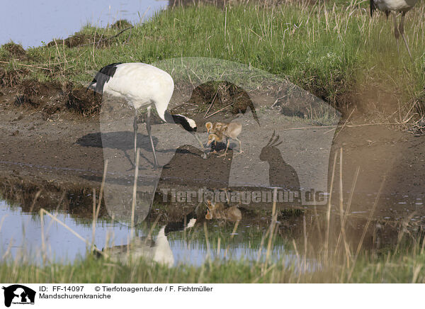 Mandschurenkraniche / red-crowned cranes / FF-14097