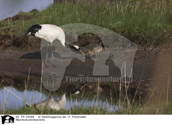 Mandschurenkraniche / red-crowned cranes / FF-14098