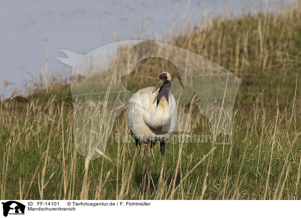 Mandschurenkranich / red-crowned crane / FF-14101